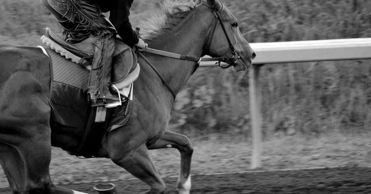 How fast can a horse trot