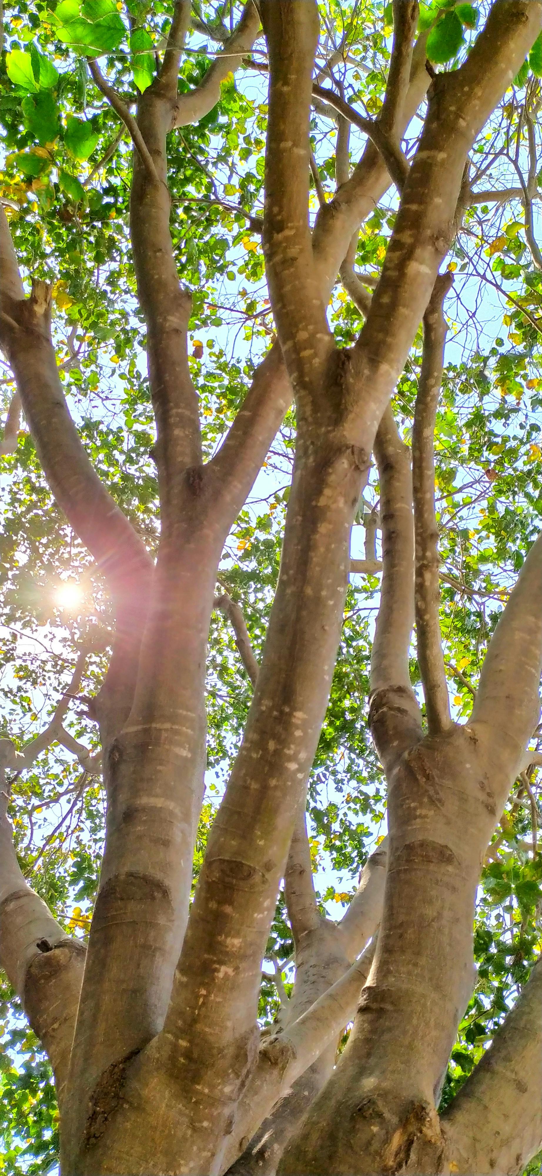 AI predicting crop insurance risk using satellite weather data