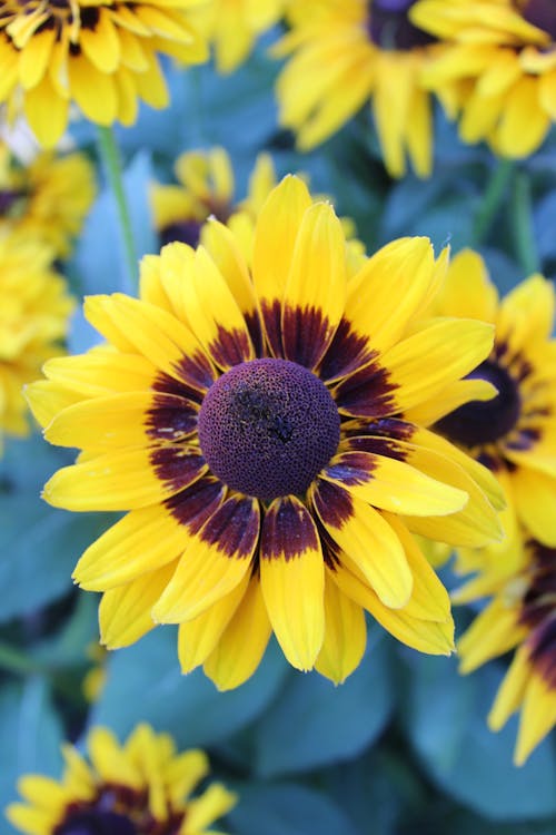 Close-Up Shot of Yellow Sunflower