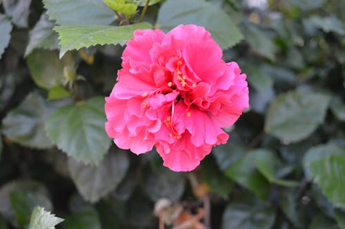 Fotos de stock gratuitas de flor, flor rosa, flores bonitas