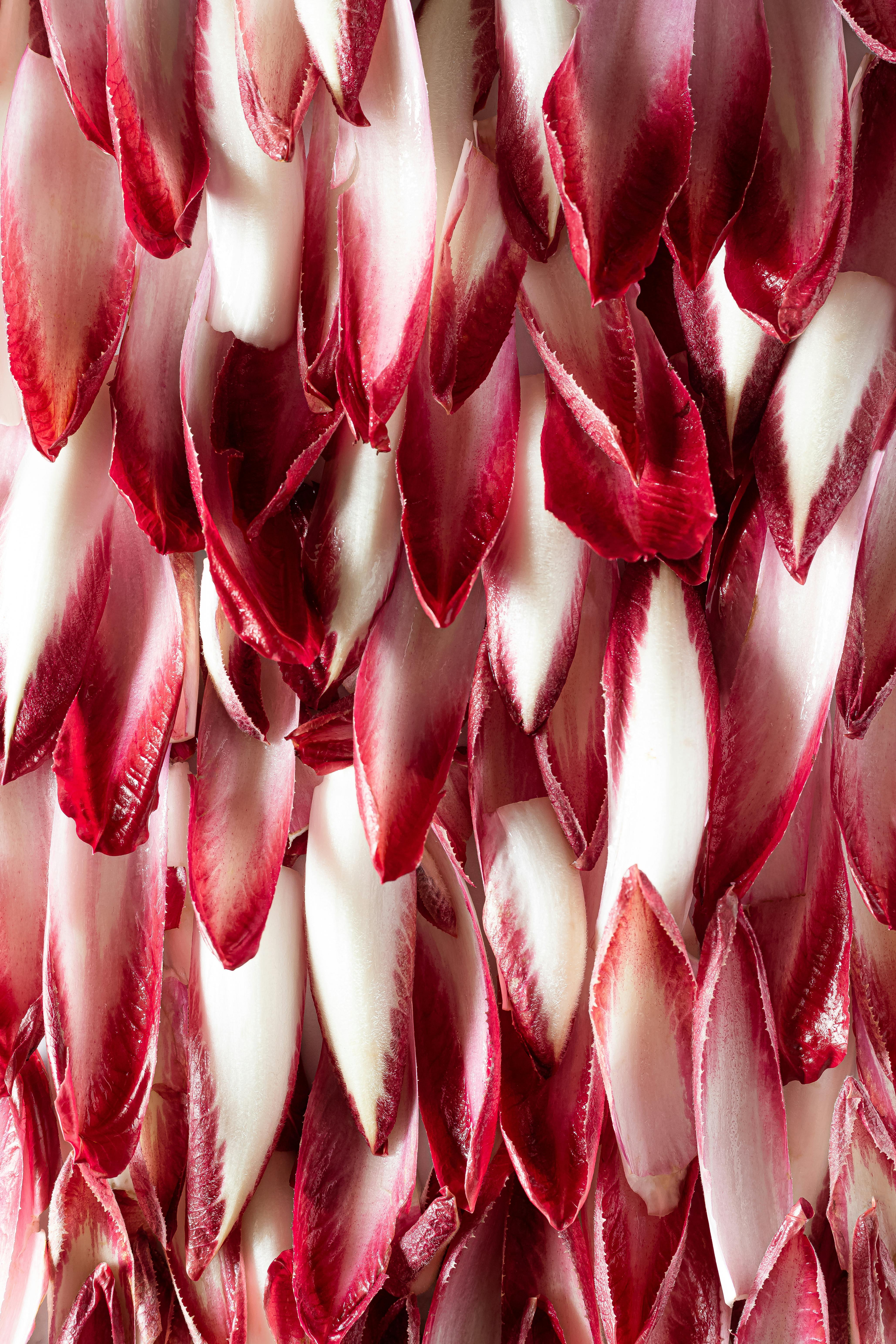 Detailed vertical shot of vibrant red chicory petals, showcasing texture and color.