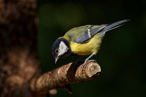 Close-Up Shot of a Passerine Bird Perched on a Tree Branch