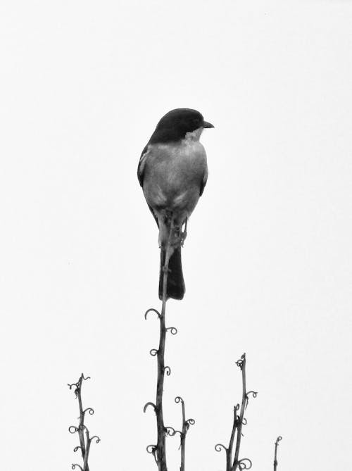 Grayscale Photo of a Bird