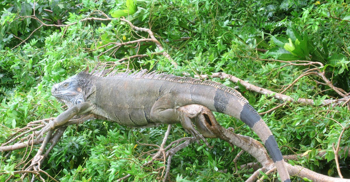 Free stock photo of iguana, nature, resting