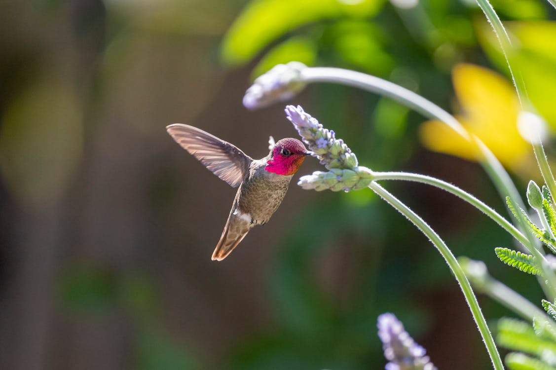 Free Close-Up Shot of a Flying Hummingbird Stock Photo