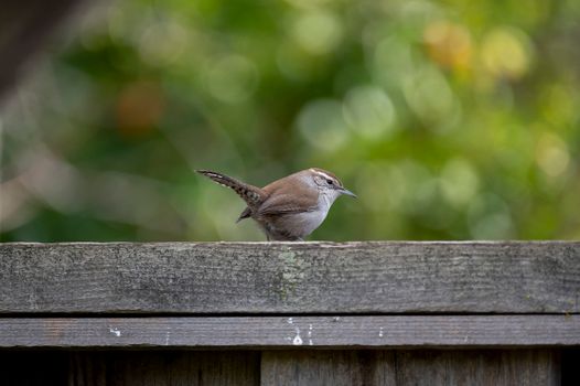 Selective Focus Photo of a Bewick's Wren Bird on a Wooden Surface