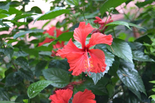 Fotos de stock gratuitas de flor, planta, verdor