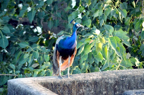 Foto d'estoc gratuïta de a l'aire lliure, ales, animal