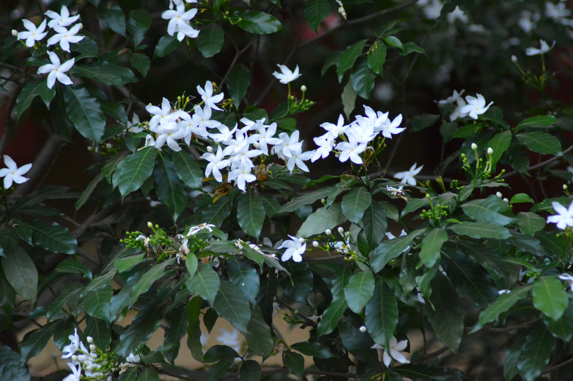 Beautiful white jasmine flowers blooming in lush green leaves, captured outdoors.