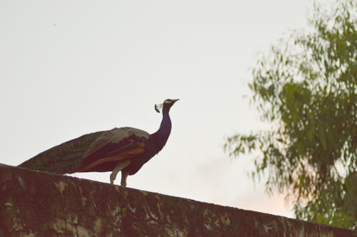 Pavo Real Sobre Superficie De Hormigón