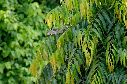 Fotos de stock gratuitas de ardilla, verde