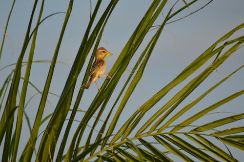 Fotos de stock gratuitas de gorrión, insecto, sunbird