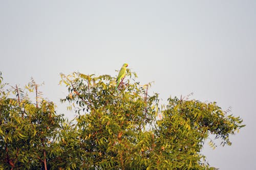 Pássaro De Bico Verde E Vermelho Em árvore De Folha Verde