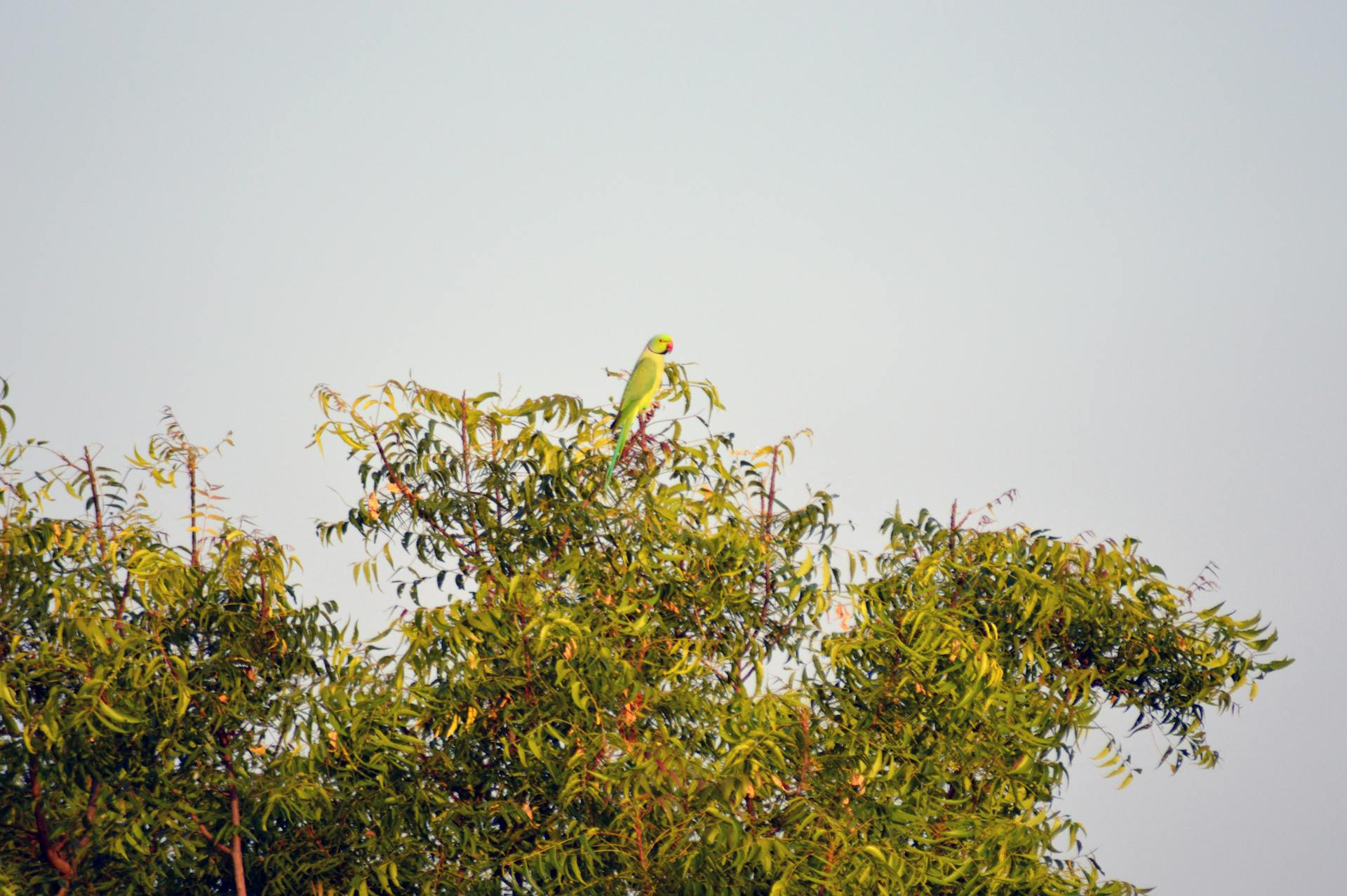 A vibrant green parrot sits atop a lush tree in a natural setting, showcasing the beauty of wildlife in Alwar, India.