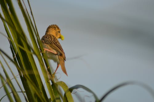 Fotos de stock gratuitas de gorrión, insecto, insectos