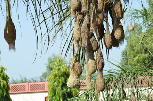 Fotos de stock gratuitas de nido, nido de Pájaro