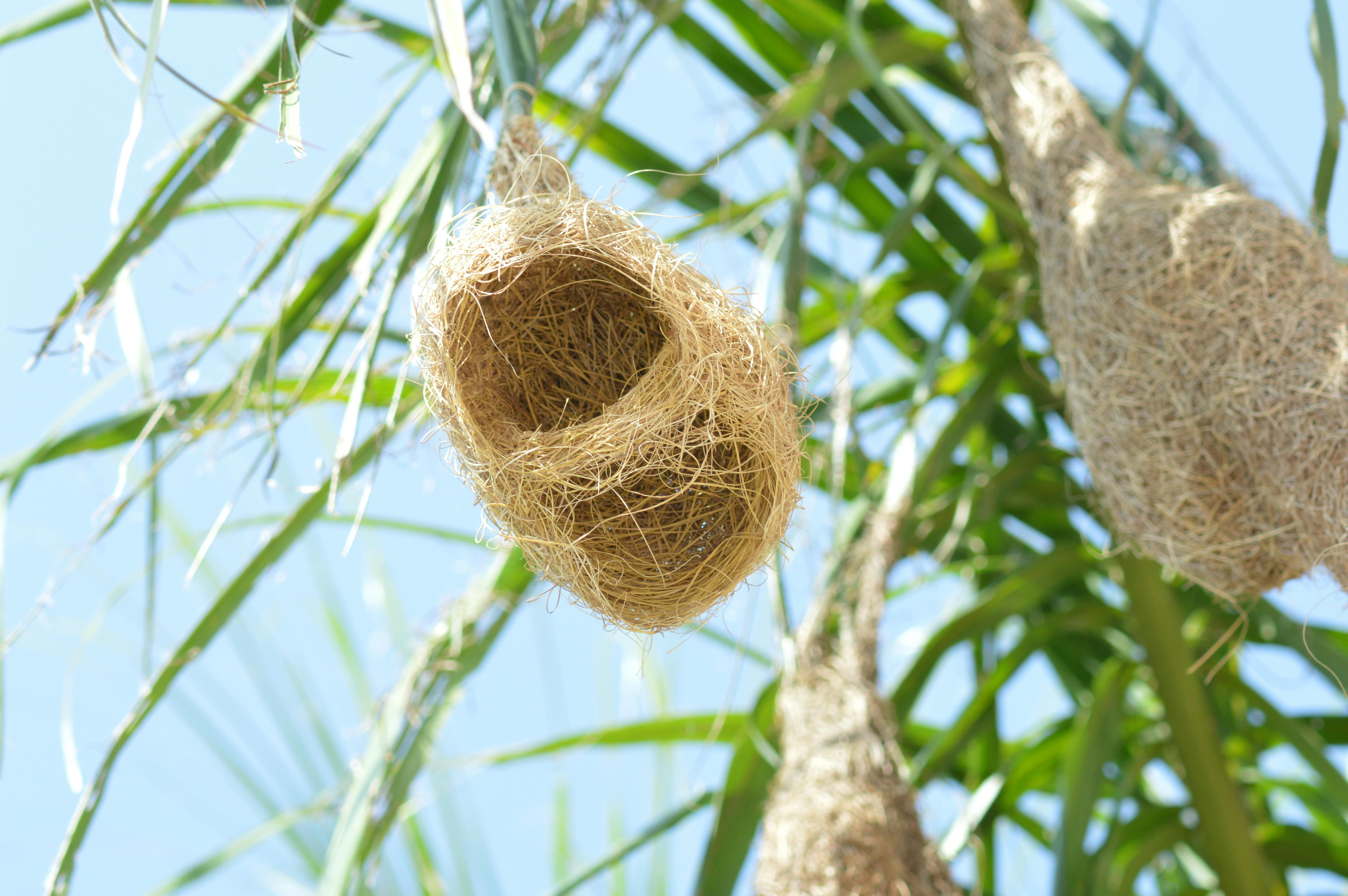 Free stock photo of bird nest, bird's nest, nest