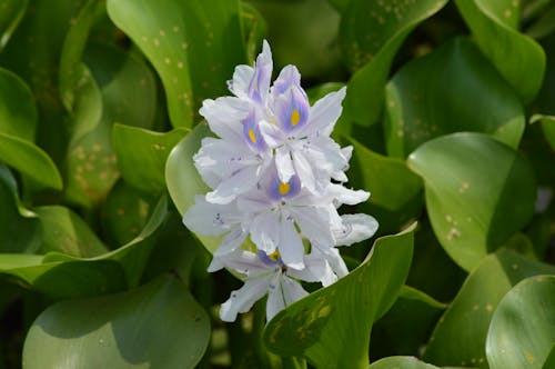 Fotos de stock gratuitas de flor, planta acuática, verde