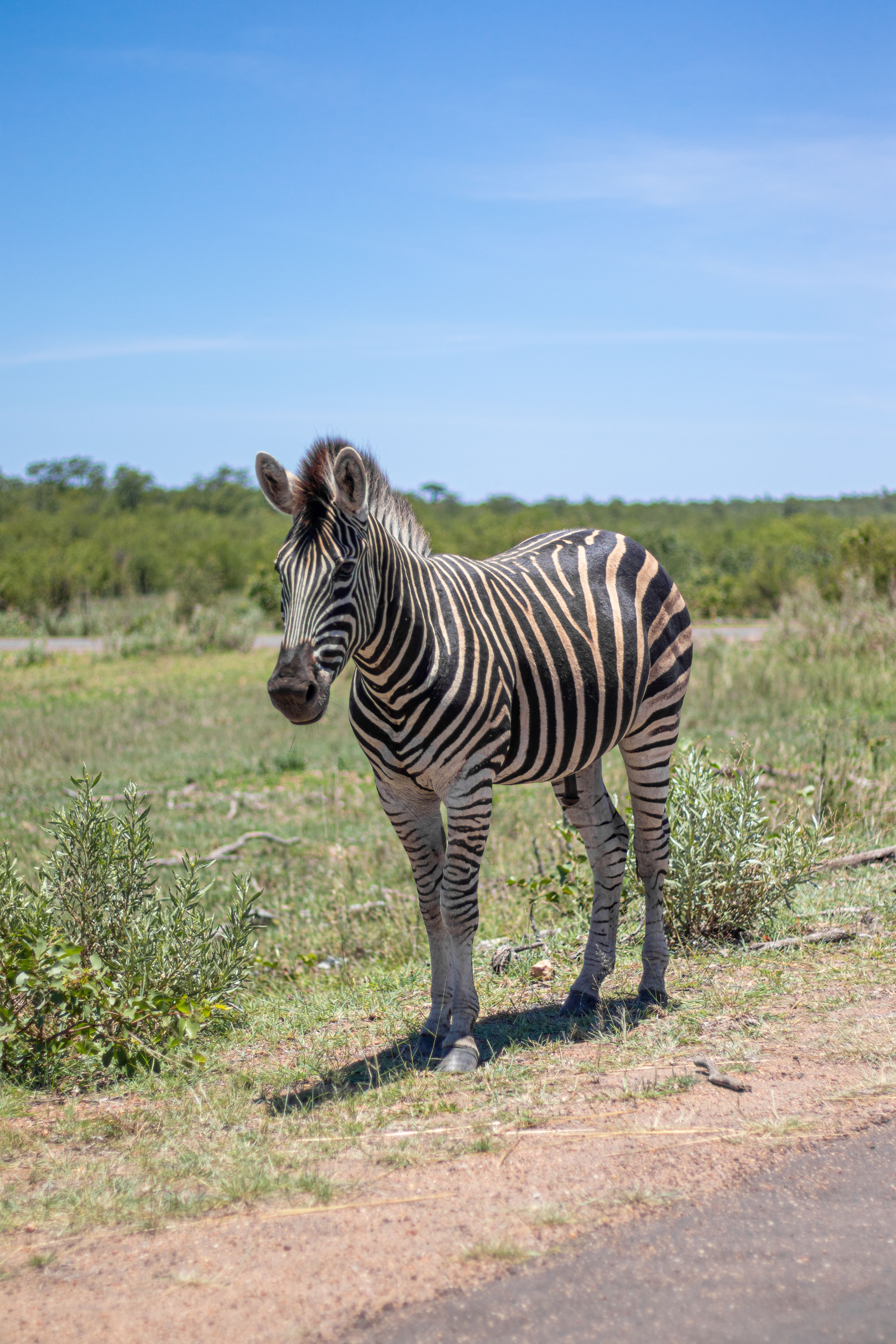 A zebra standing on a sunny day in the natural South African landscape. Perfect for wildlife enthusiasts.