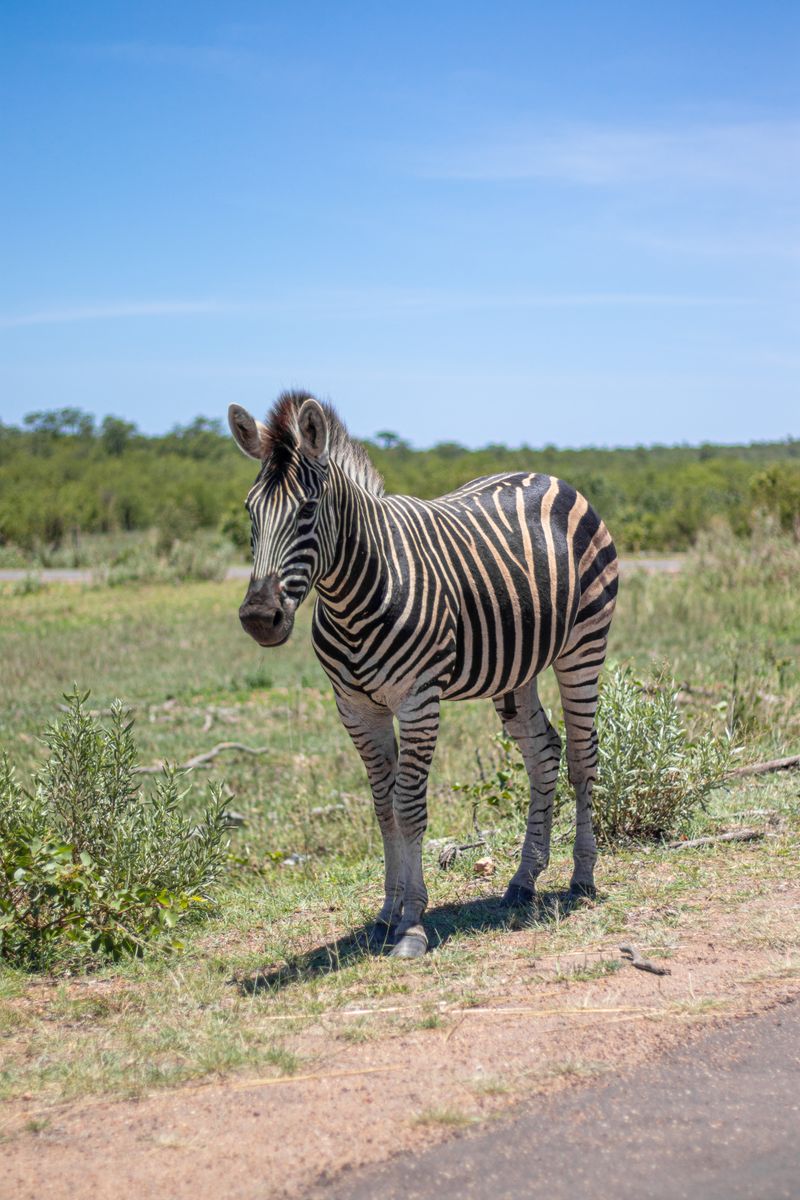 A zebra standing on a sunny day in the natural South African landscape. Perfect for wildlife enthusiasts.
