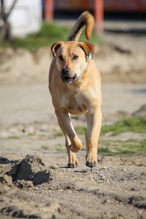 Free A Brown Dog Running on the Field Stock Photo