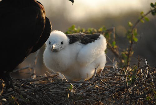 Gratis stockfoto met baby fregatvogel