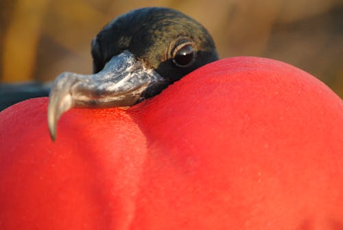 Gratis stockfoto met fregatvogel galapagos