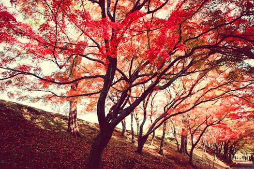 秋季公园里，充满活力的红色和橙色叶子营造出宁静的自然景观