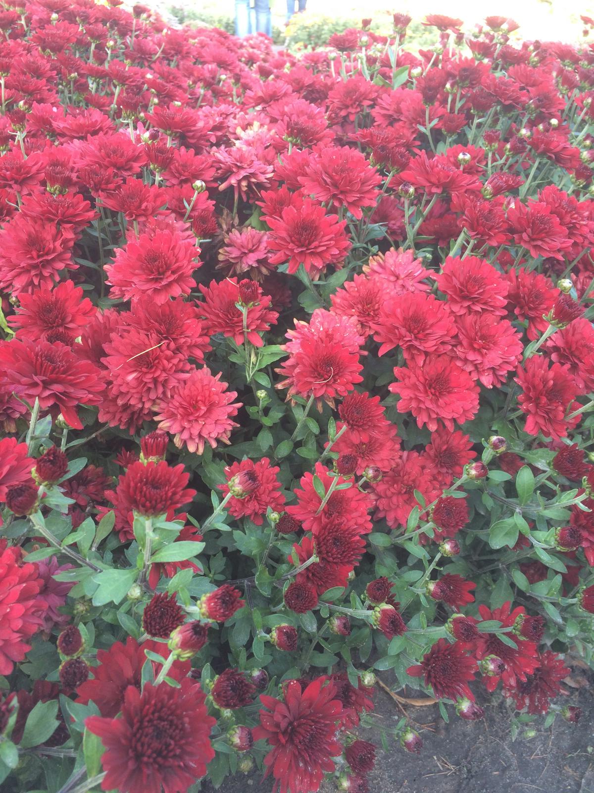 Nurse administering vaccine to a baby in a clinic