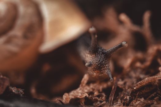 Extreme close-up of a snail exploring a forest floor, showcasing its intricate textures.