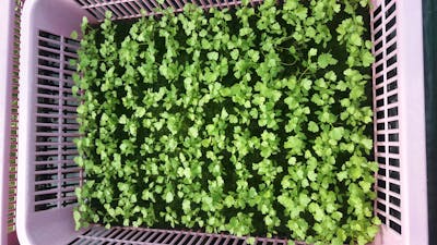 Enfermagem domiciliar