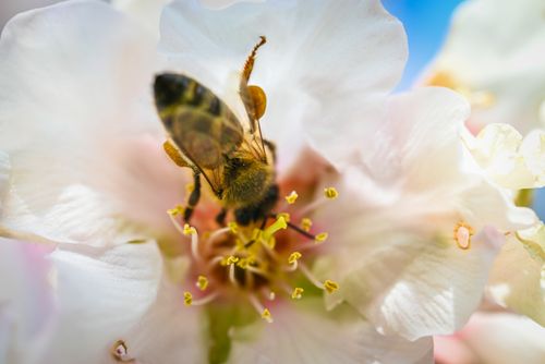 Free stock photo of bee, close-up, flower Stock Photo