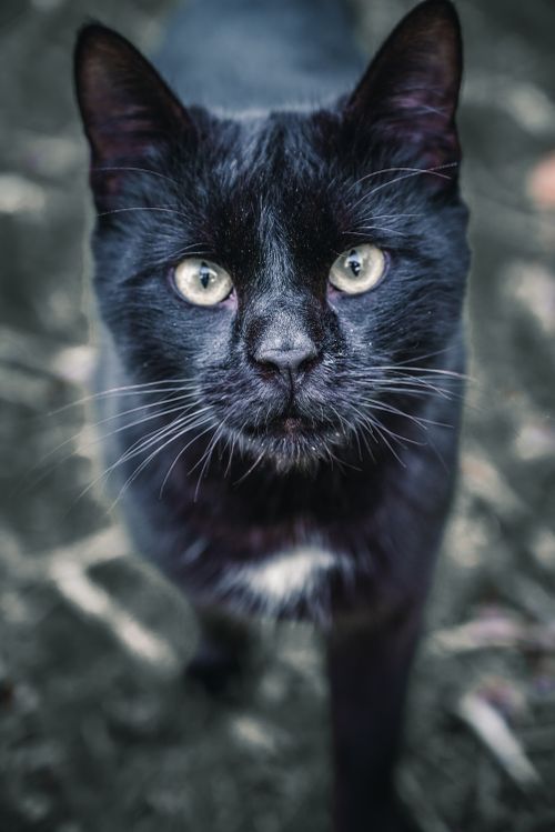 Free stock photo of animal, animal eye, animal portrait Stock Photo