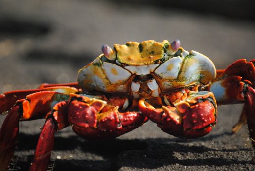 Detailed close-up of a colorful rainbow crab on the beach, showcasing vivid textures and natural beauty.
