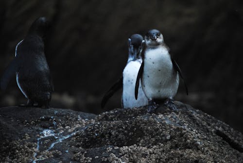 Gratis stockfoto met galapagos pinguïn