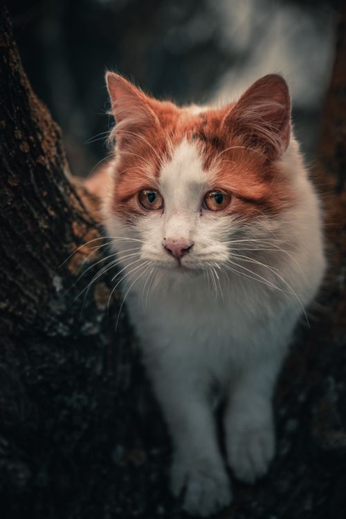 Free stock photo of animal, animal eye, animal portrait Stock Photo