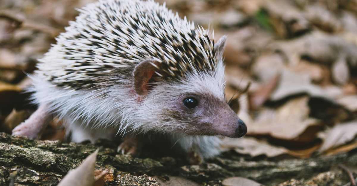 How Much Is a Hedgehog Pet Per Month? How much is a hedgehog pet per month: a white-faced hedgehog stepping along a log among dry leaves