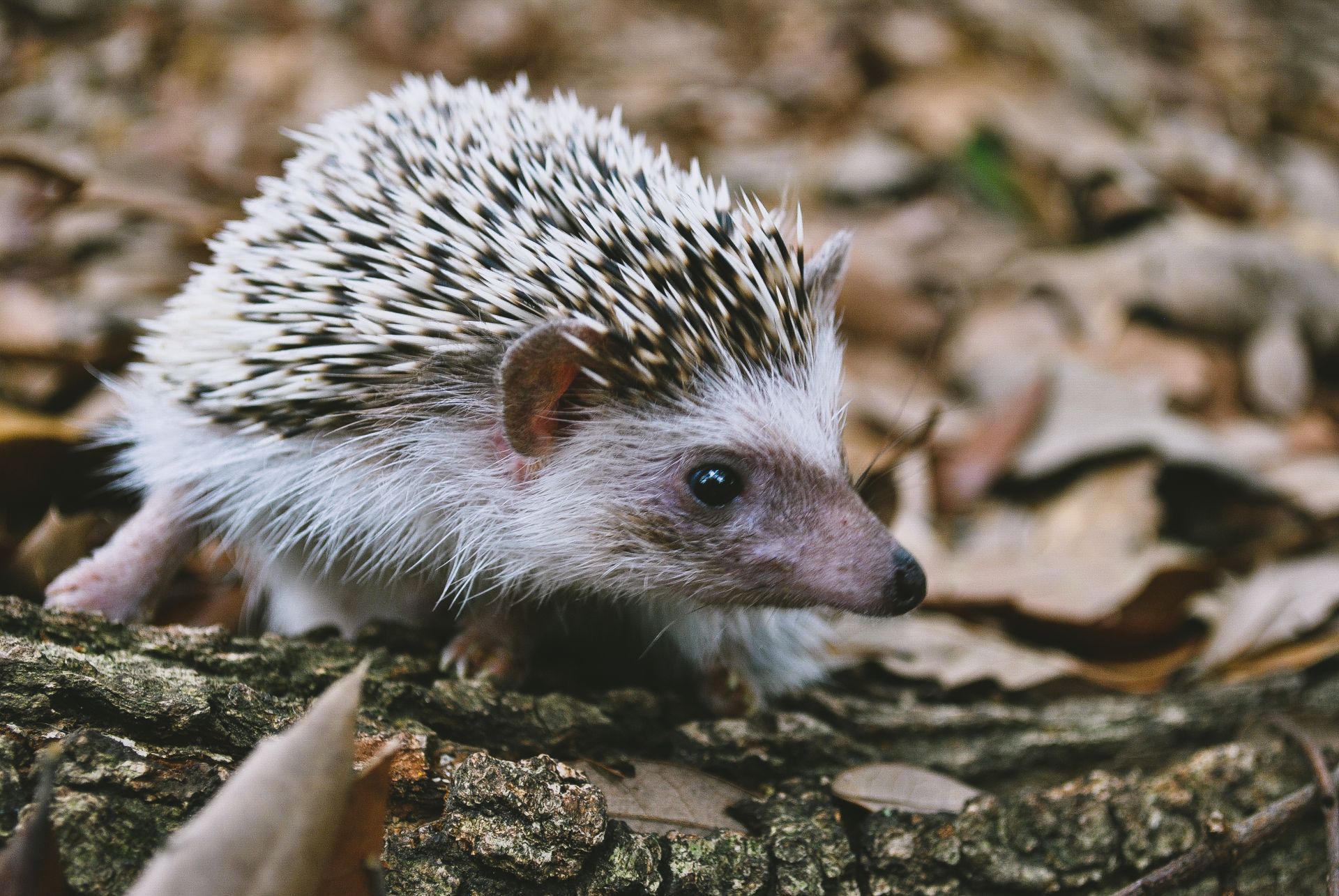 Close-up of a wild hedgehog exploring a forest floor, perfect for animal photography concepts.