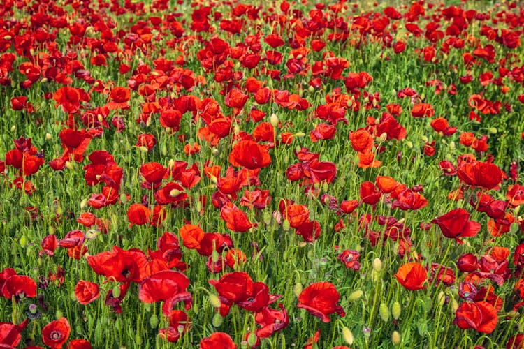 A Red Poppy Flowers On The Field