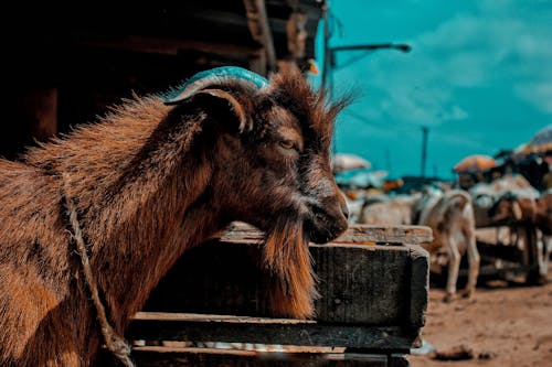 Free stock photo of african goat, goat, red sokoto Stock Photo