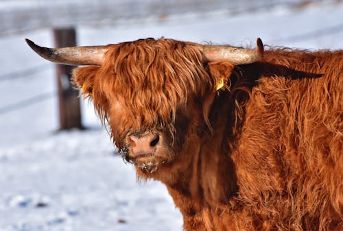 Highland Cattle on Snow Covered Ground