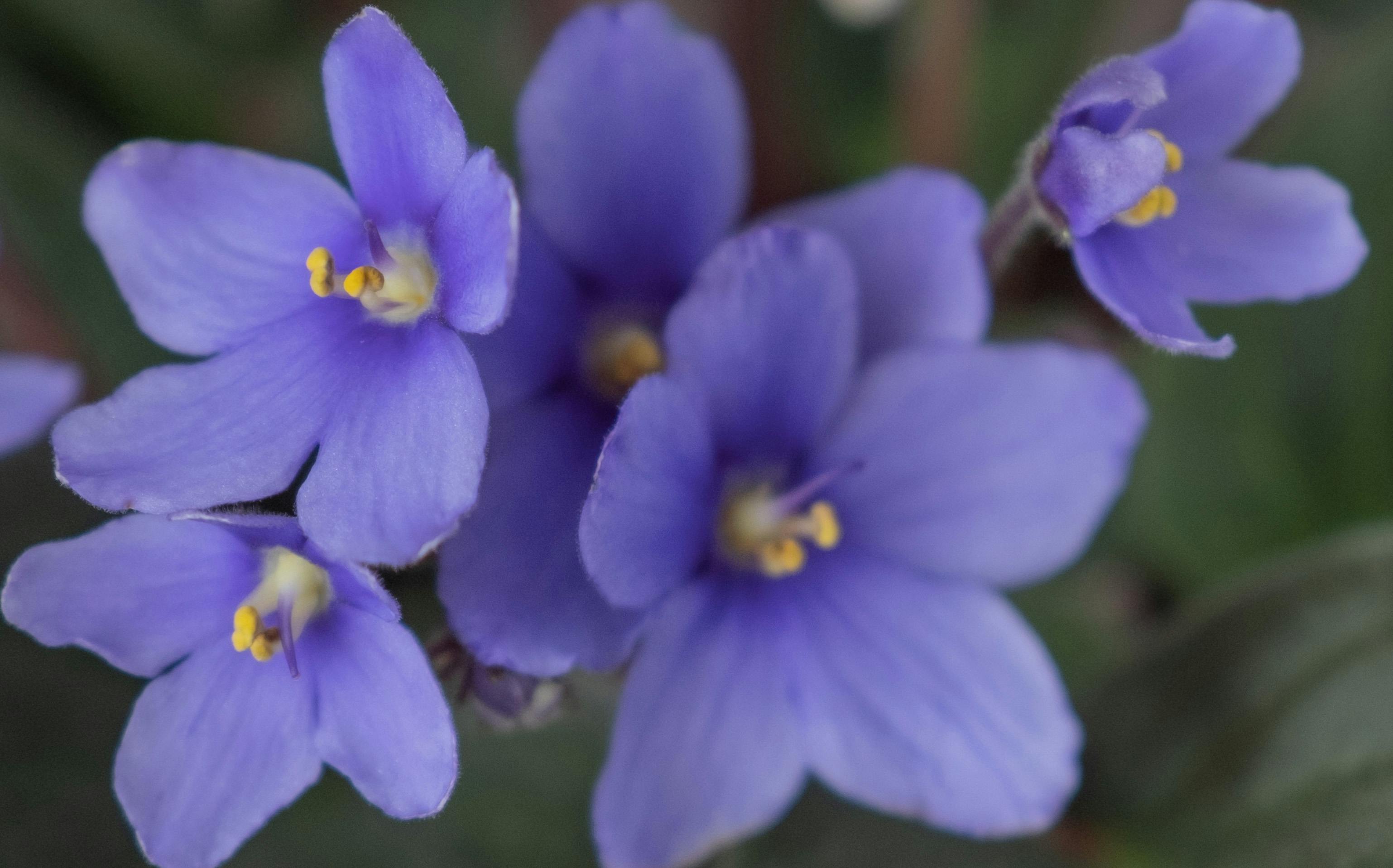 Free stock photo of beautiful flowers, blue flowers, bunch of flowers