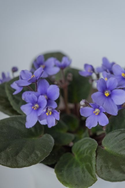 Fotomural Una toma detallada de vibrantes violetas africanas moradas (Saintpaulia) en flor, mostrando su belleza y delicada estructura.
