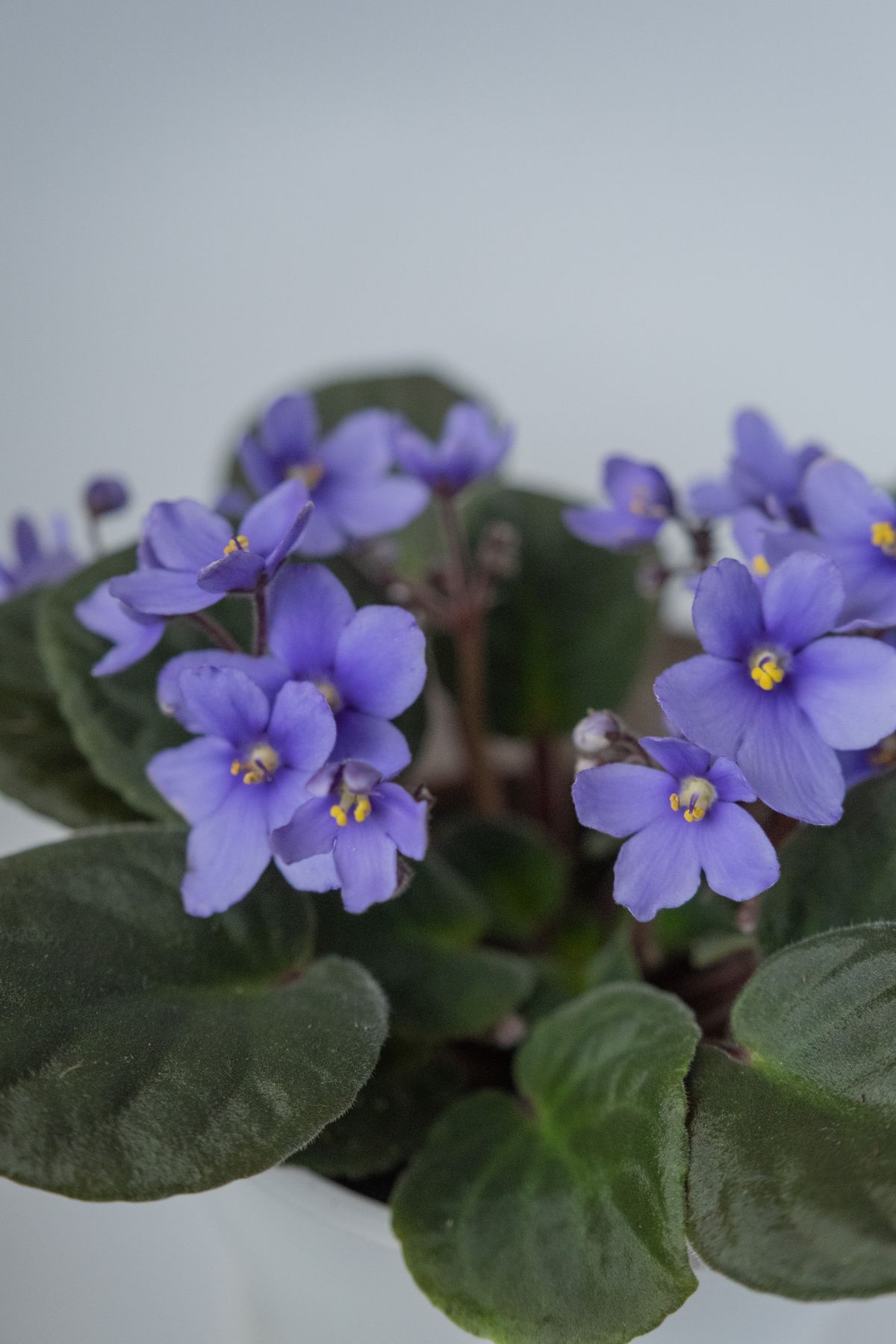 A detailed shot of vibrant purple African violets (Saintpaulia) in bloom, showcasing their beauty and delicate structure.