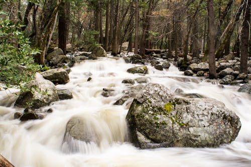 Rocks and Trees on Running Water