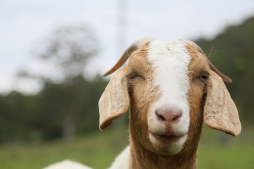 Free A Close-up Shot of  Goat's Face Stock Photo