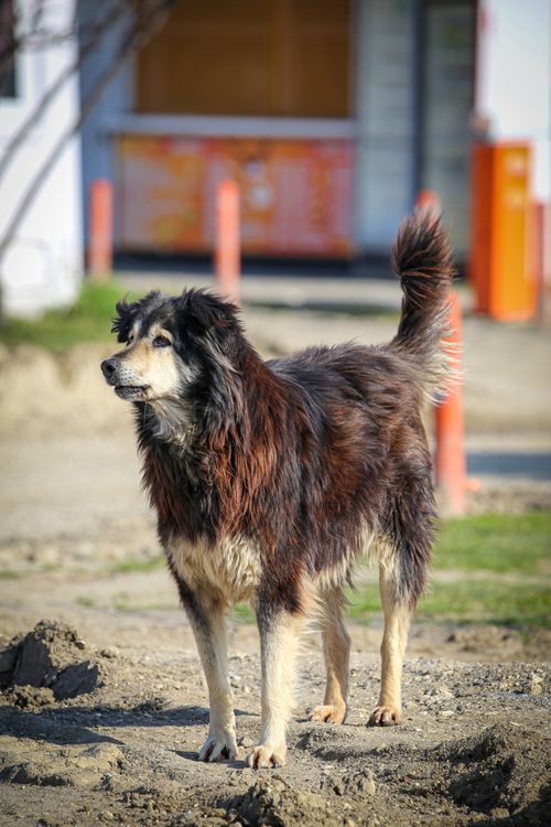 Free A stray dog stands alert outdoors, showcasing its furry coat and attentive expression. Stock Photo