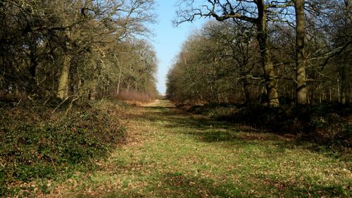 Free stock photo of footpath, forest, mystical Stock Photo