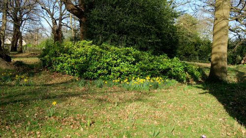 Free stock photo of daffodils, english, garden Stock Photo