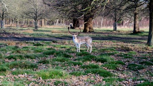 Free stock photo of animal, antlers, buck Stock Photo